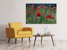 Laden Sie das Bild in den Galerie-Viewer, Leinwandbild Wilder Mohn