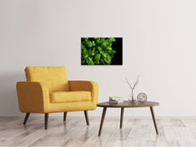 Laden Sie das Bild in den Galerie-Viewer, Leinwandbild Basilikum in XL