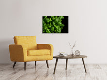 Laden Sie das Bild in den Galerie-Viewer, Leinwandbild Basilikum in XL