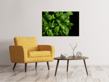 Laden Sie das Bild in den Galerie-Viewer, Leinwandbild Basilikum in XL