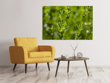 Laden Sie das Bild in den Galerie-Viewer, Leinwandbild Frischer Thymian