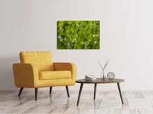 Laden Sie das Bild in den Galerie-Viewer, Leinwandbild Frischer Thymian