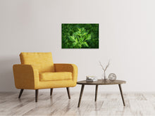 Laden Sie das Bild in den Galerie-Viewer, Leinwandbild Frische Petersilie