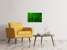 Laden Sie das Bild in den Galerie-Viewer, Leinwandbild Gras mit Morgentau