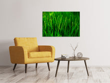 Laden Sie das Bild in den Galerie-Viewer, Leinwandbild Gras mit Morgentau
