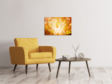 Laden Sie das Bild in den Galerie-Viewer, Leinwandbild Close Up Pusteblume im Licht