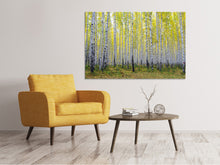 Laden Sie das Bild in den Galerie-Viewer, Leinwandbild Herbstlicher Birkenwald
