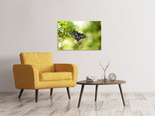 Laden Sie das Bild in den Galerie-Viewer, Leinwandbild Papilio Schmetterling XXL