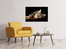 Laden Sie das Bild in den Galerie-Viewer, Leinwandbild Entspannte Katze