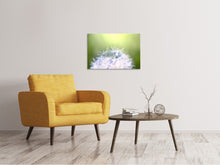 Laden Sie das Bild in den Galerie-Viewer, Leinwandbild Pusteblume XL im Morgentau