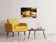 Laden Sie das Bild in den Galerie-Viewer, Leinwandbild Entspannter Löwe