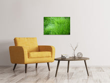 Laden Sie das Bild in den Galerie-Viewer, Leinwandbild Grashalme