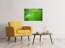 Laden Sie das Bild in den Galerie-Viewer, Leinwandbild Grashalme
