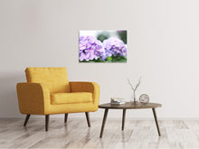 Laden Sie das Bild in den Galerie-Viewer, Leinwandbild Hortensien