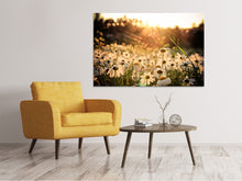 Laden Sie das Bild in den Galerie-Viewer, Leinwandbild Gänseblümchen bei Sonnenuntergang