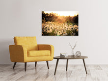 Laden Sie das Bild in den Galerie-Viewer, Leinwandbild Gänseblümchen bei Sonnenuntergang
