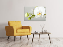 Laden Sie das Bild in den Galerie-Viewer, Leinwandbild Riesenorchidee