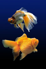 Laden Sie das Bild in den Galerie-Viewer, Fototapete 2 Lustige Fische