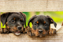 Laden Sie das Bild in den Galerie-Viewer, Fototapete 2 Rottweiler Welpen