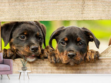 Laden Sie das Bild in den Galerie-Viewer, Fototapete 2 Rottweiler Welpen