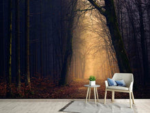 Laden Sie das Bild in den Galerie-Viewer, Fototapete Abendstimmung im Wald