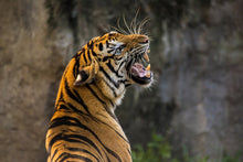 Laden Sie das Bild in den Galerie-Viewer, Fototapete Achtung Tiger