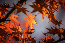 Laden Sie das Bild in den Galerie-Viewer, Fototapete Ahorn Blätter im Herbst