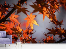 Laden Sie das Bild in den Galerie-Viewer, Fototapete Ahorn Blätter im Herbst