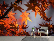 Laden Sie das Bild in den Galerie-Viewer, Fototapete Ahorn Blätter im Herbst