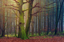 Laden Sie das Bild in den Galerie-Viewer, Fototapete Alleine im Wald