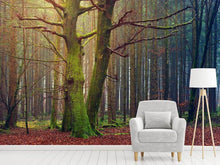 Laden Sie das Bild in den Galerie-Viewer, Fototapete Alleine im Wald