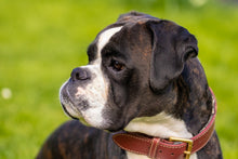 Laden Sie das Bild in den Galerie-Viewer, Fototapete Aufmerksamer Boxer