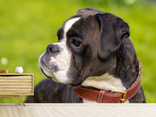 Laden Sie das Bild in den Galerie-Viewer, Fototapete Aufmerksamer Boxer