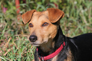 Fototapete Aufmerksamer Hund