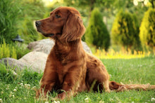 Laden Sie das Bild in den Galerie-Viewer, Fototapete Aufmerksamer Irish Setter