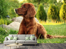 Laden Sie das Bild in den Galerie-Viewer, Fototapete Aufmerksamer Irish Setter
