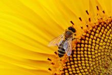 Laden Sie das Bild in den Galerie-Viewer, Fototapete Biene auf der Sonnenblume