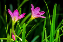 Laden Sie das Bild in den Galerie-Viewer, Fototapete Blüten in der Natur