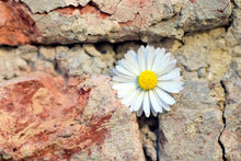 Laden Sie das Bild in den Galerie-Viewer, Fototapete Blume in der Wand