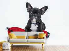 Laden Sie das Bild in den Galerie-Viewer, Fototapete Bulldogge zum Verlieben