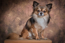 Laden Sie das Bild in den Galerie-Viewer, Fototapete Chihuahua Portrait