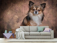 Laden Sie das Bild in den Galerie-Viewer, Fototapete Chihuahua Portrait