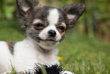 Laden Sie das Bild in den Galerie-Viewer, Fototapete Chihuahua zum Verlieben