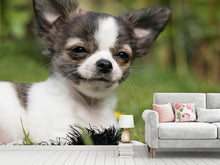 Laden Sie das Bild in den Galerie-Viewer, Fototapete Chihuahua zum Verlieben