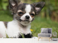 Laden Sie das Bild in den Galerie-Viewer, Fototapete Chihuahua zum Verlieben