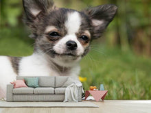 Laden Sie das Bild in den Galerie-Viewer, Fototapete Chihuahua zum Verlieben