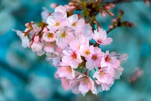 Laden Sie das Bild in den Galerie-Viewer, Fototapete Close up Blume