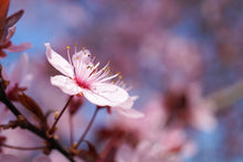 Laden Sie das Bild in den Galerie-Viewer, Fototapete Close up Kirschblüte
