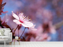 Laden Sie das Bild in den Galerie-Viewer, Fototapete Close up Kirschblüte