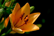 Laden Sie das Bild in den Galerie-Viewer, Fototapete Close up Lilie in orange